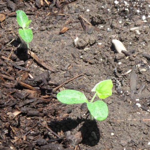 Planting Seeds of Hope